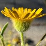 Pulicaria arabica Fula