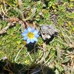 Gentiana sedifolia Flor