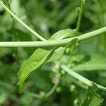 Calepina irregularis Leaf