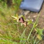 Ophrys passionis 花