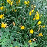 Sternbergia lutea Flower