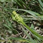 Botrychium simplex Fruit