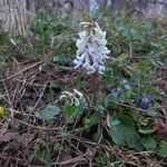 Corydalis solidaFloare