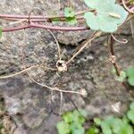 Cymbalaria muralis Fruit