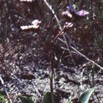 Limonium legrandii Habit