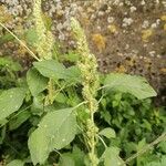 Amaranthus retroflexusFrunză