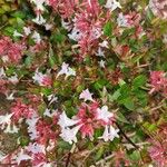 Abelia x grandiflora Blüte