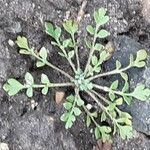 Cardamine parviflora Leaf