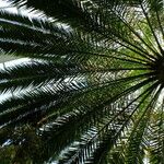 Phoenix canariensis Folha