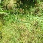 Cirsium palustre Leaf