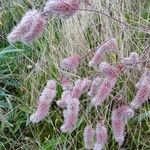 Trifolium arvense Plante entière