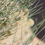 Calligonum polygonoides Leaf