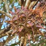 Eucalyptus lehmannii Fruit