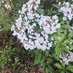 Kalmia latifolia Λουλούδι