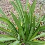 Agapanthus africanus Leaf