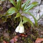 Cardamine enneaphyllos Kvet