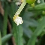 Rhipsalis micrantha Virág