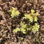 Petrosedum sediforme Kwiat