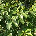 Rauvolfia sumatrana 葉