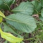 Palicourea rigida Leaf