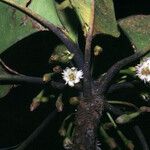 Manilkara bidentata Flor
