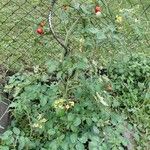 Solanum lycopersicum Habit