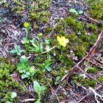 Ranunculus eschscholtzii Kvet