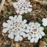 Iberis carnosa Flor