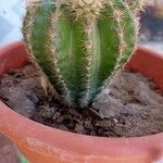 Echinocereus subinermis Лист