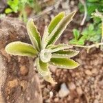 Kalanchoe citrina Folha