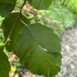 Alnus incana Fulla