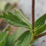 Potentilla frigida Bark