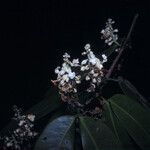 Macrolobium bifolium Õis