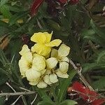 Erysimum grandiflorum Квітка