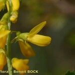 Melilotus elegans Flower