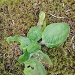 Plantago majorЛисток