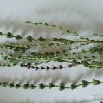 Micromeria myrtifolia Leaf