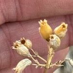 Silene berthelotiana Flower
