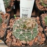 Gymnocalycium baldianum برگ