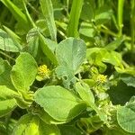 Medicago lupulina ഇല