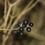 Ligustrum obtusifolium Fruit