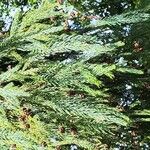 Cryptomeria japonicaপাতা