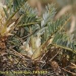 Astragalus granatensis Blomst