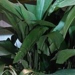 Aspidistra elatiorBlad