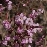 Limonium insigne Flower