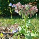 Borago officinalisFlower