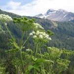 Heracleum maximum Flower