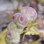 Valeriana vesicaria Bark