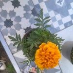 Tagetes erecta葉