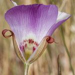 Calochortus simulans Blüte